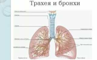 Строение бронхов и лёгких человека